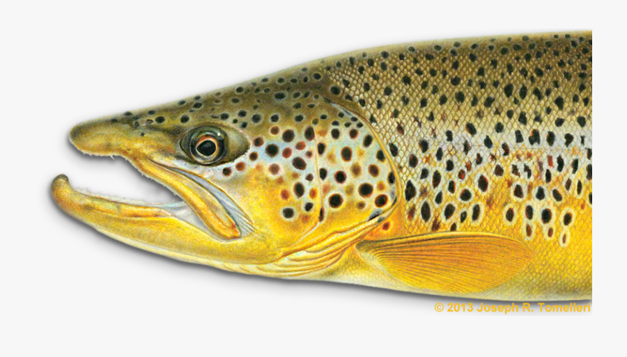 Trout Clipart Freshwater Fish - Brown Trout Joe Tomelleri, Transparent Clipart