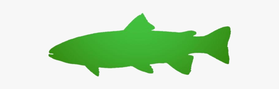Rainbow Trout Png Transparent Images - Marine Mammal, Transparent Clipart
