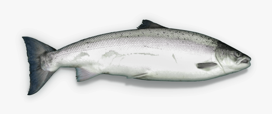 The 2017 Season Beat All Records With Near To 1,700 - Milk Fish Clipart, Transparent Clipart