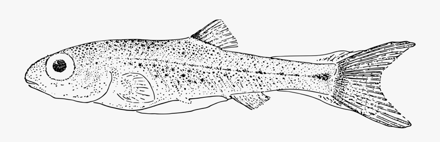 Line Art,head,requiem Shark - Brown Trout, Transparent Clipart