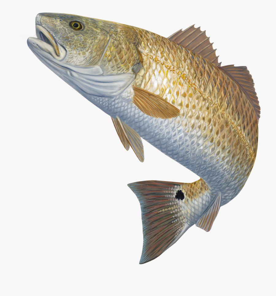Redfish Decal Red Hot - Fish Jumping Out Of Water Png, Transparent Clipart