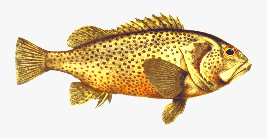 Eastern Wirrah - Drawing, Transparent Clipart