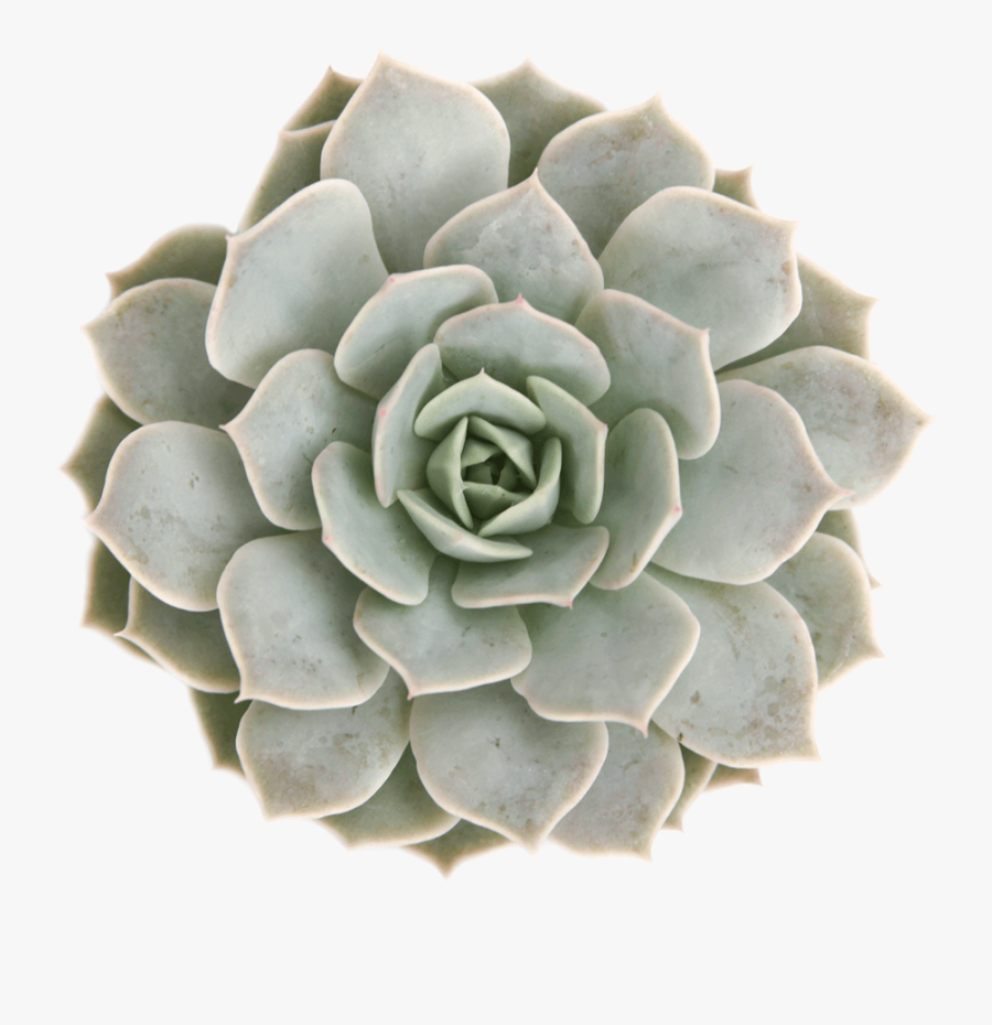 Clip Art Ghost Plant Succulent - Pink And Blue Succulents, Transparent Clipart