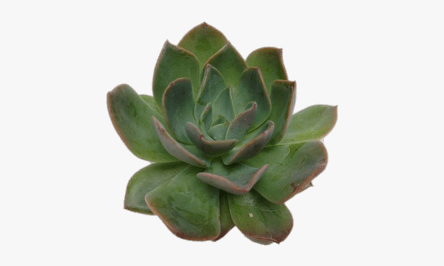 Echeveria Succulent - Succulent Top View Png, Transparent Clipart