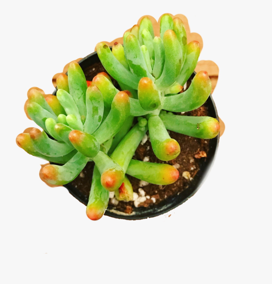 Clip Art Sedum Pachyphyllum Rainbow Jellybean - Ice Plant Family, Transparent Clipart