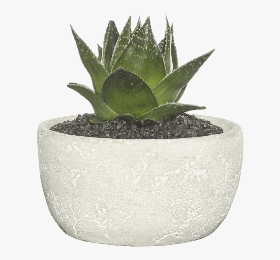 Succulent In Cement Bowl - Transparent Background Succulent Png, Transparent Clipart