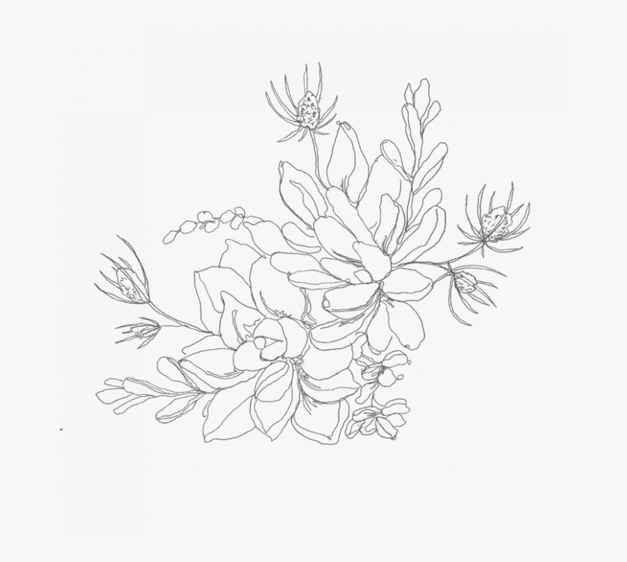 Succulent Line Drawing, Transparent Clipart