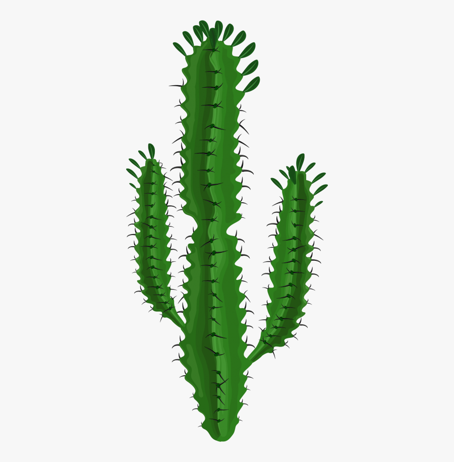 Cactus, Transparent Clipart
