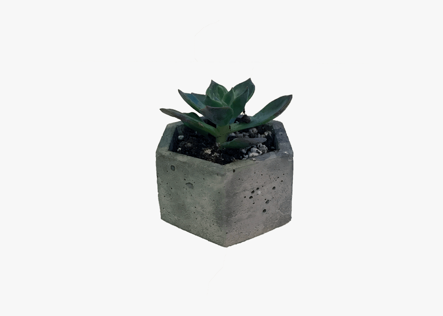 Succulent Desk Plant Png, Transparent Clipart