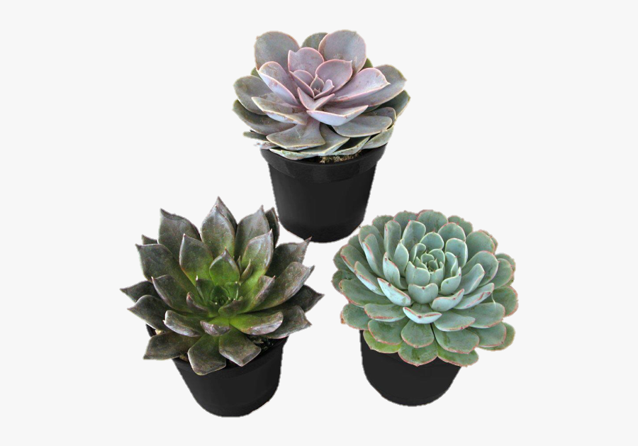 #plants #plant #succulent #succulents #cactus #cacti - Desert Rose Succulent Plant, Transparent Clipart