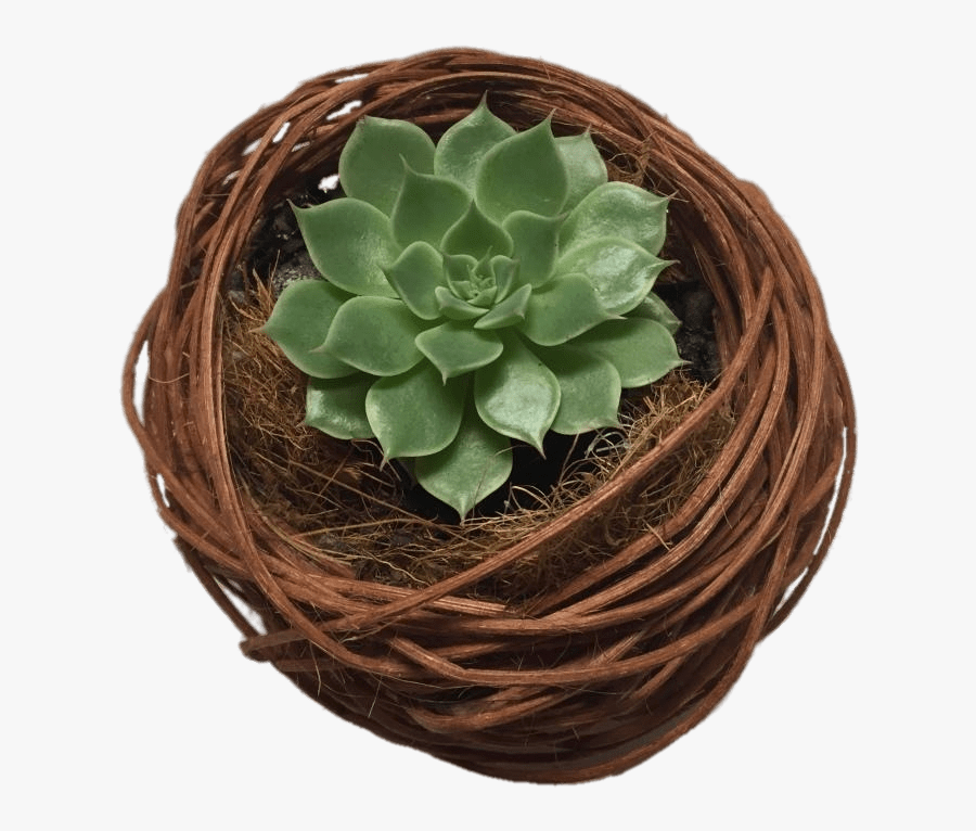 Succulent Nest - Cactus, Transparent Clipart