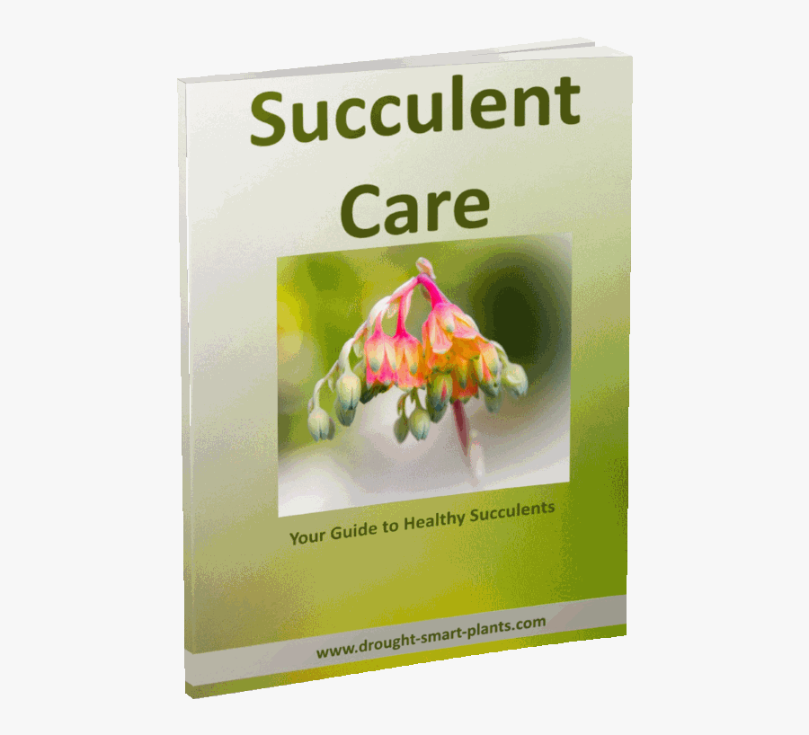 Buy Your Copy Of The Succulent Care Handbook - Check For Carotid Bruit, Transparent Clipart