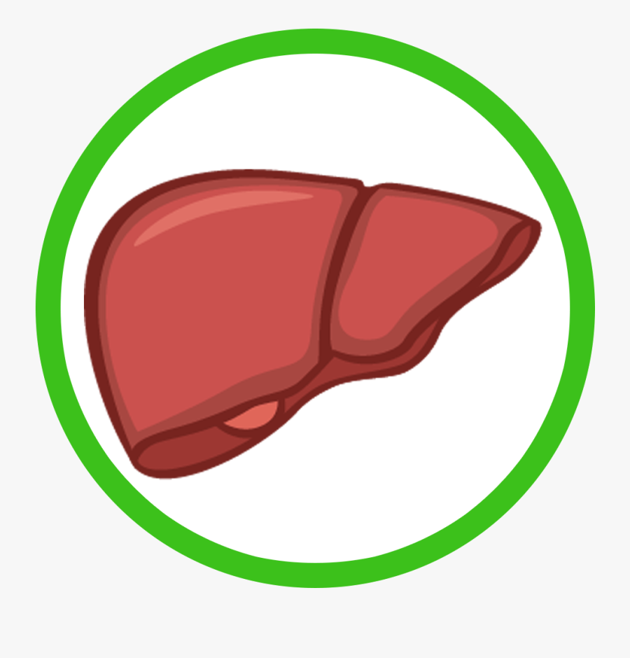 Liver Clipart Healthy Liver, Transparent Clipart