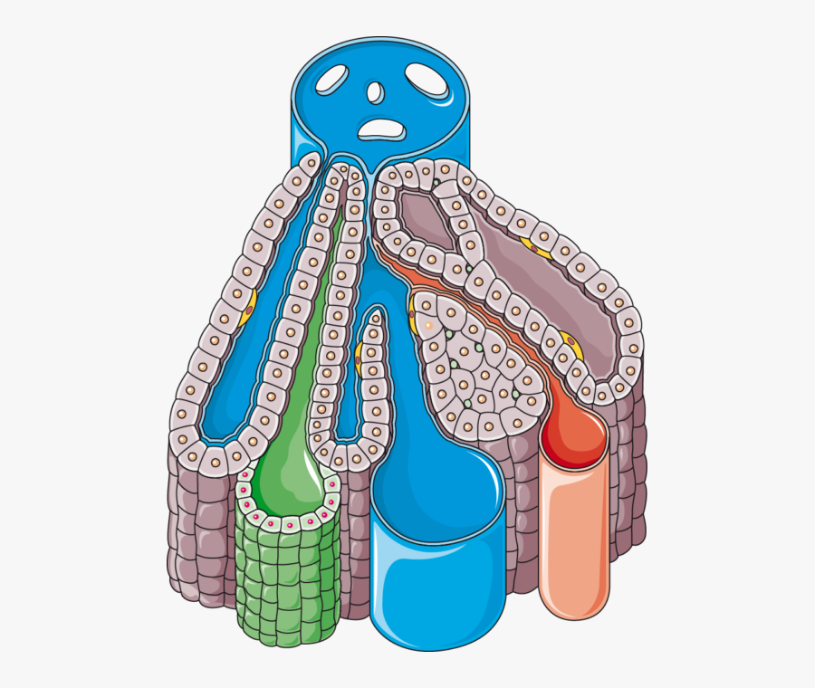 Liver Lobule, Transparent Clipart