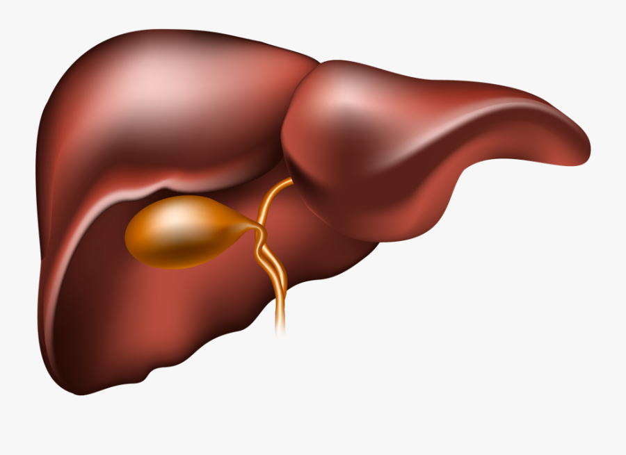 Clinical Connection To Non-alcoholic Fatty Liver Disease - Ways To Improve Liver Function, Transparent Clipart