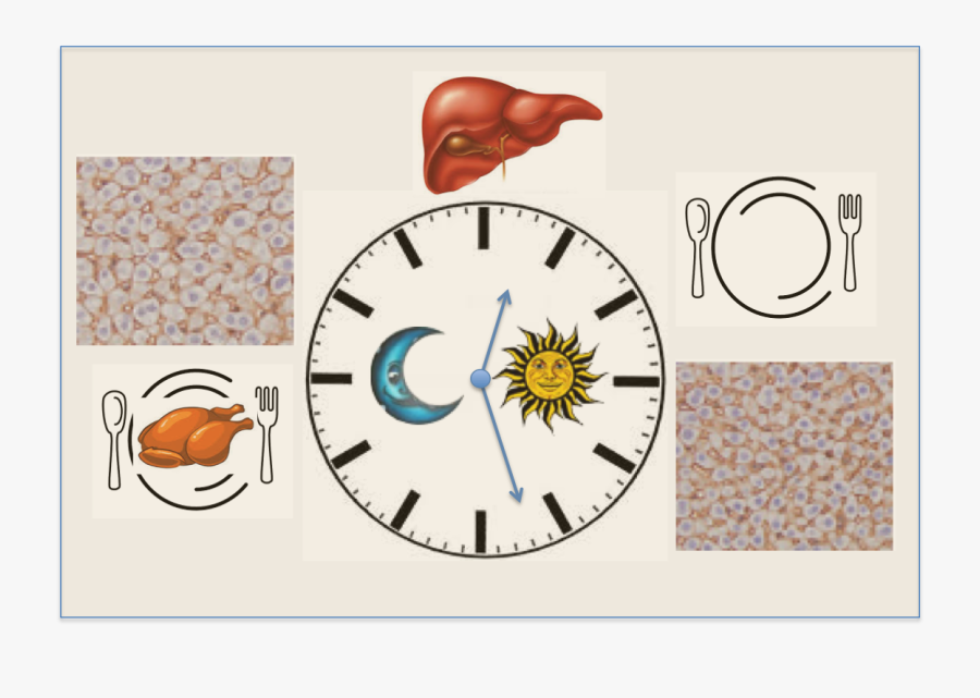 How The Liver Dances To A Day/night Rhythm - Circle, Transparent Clipart