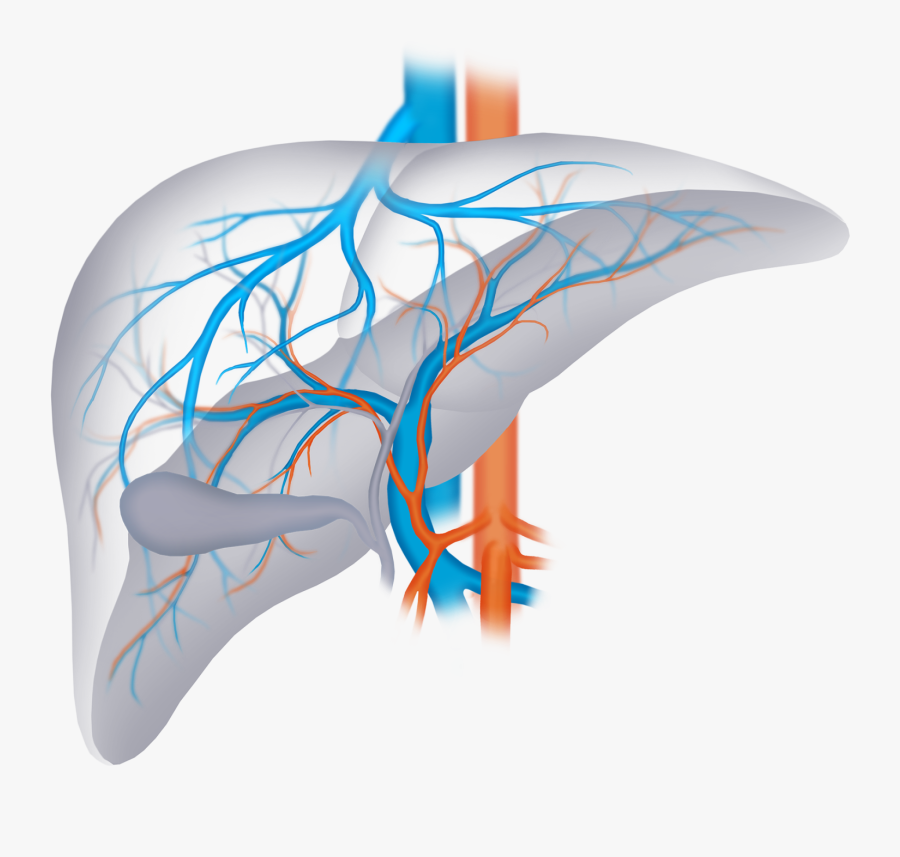 Liver Png, Transparent Clipart