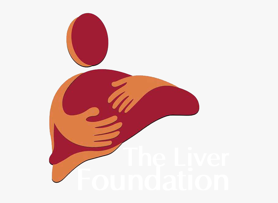 The Liver Foundation India - Illustration, Transparent Clipart