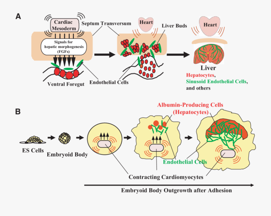 Illustrations Of In Vivo Liver Development And (b) - Cartoon, Transparent Clipart