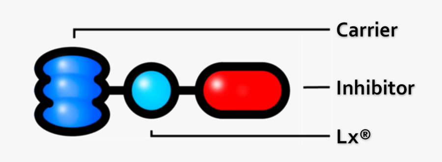 Circle, Transparent Clipart