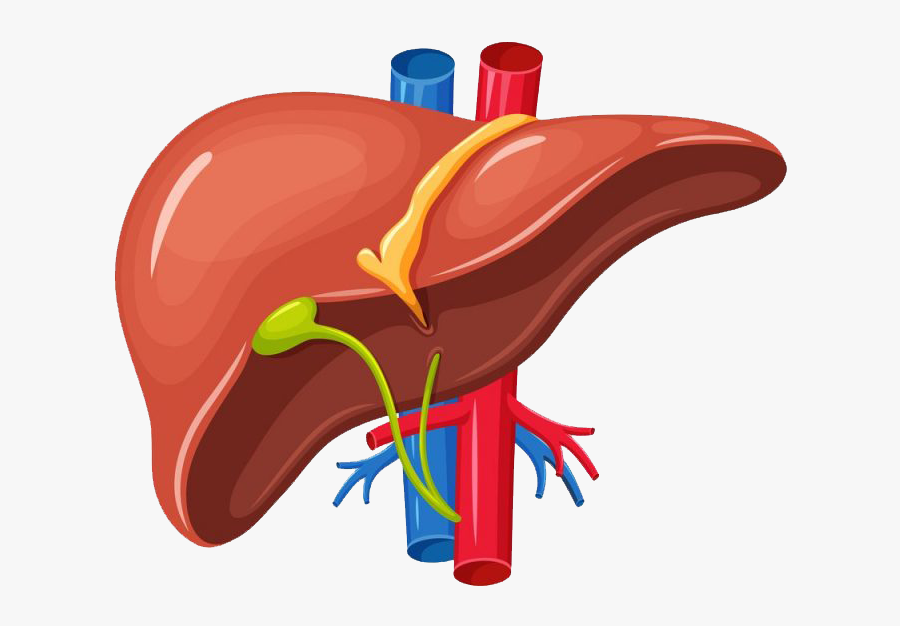 World Liver Day 2019, Transparent Clipart