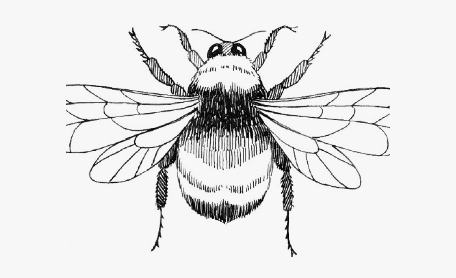 Bumble Bee Colouring Page, Transparent Clipart