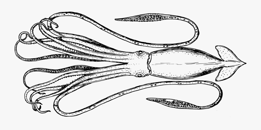 Squid - Cephalopod, Transparent Clipart