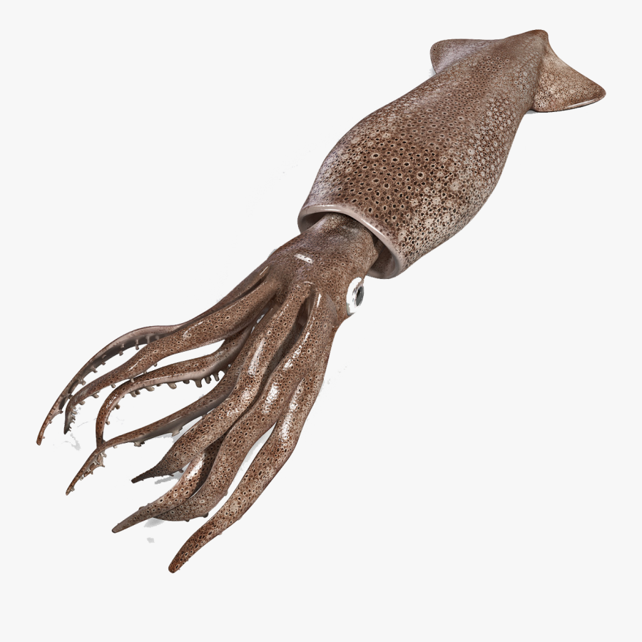 Squid Png, Transparent Clipart