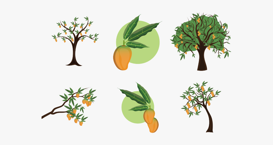 Mango Clipart Stem - Mangifera Indica, Transparent Clipart