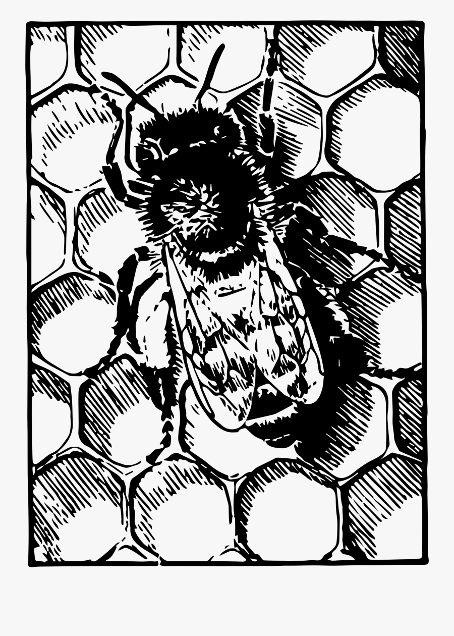Collection Of Free Honey - Comb Of Honey Bee To Draw, Transparent Clipart