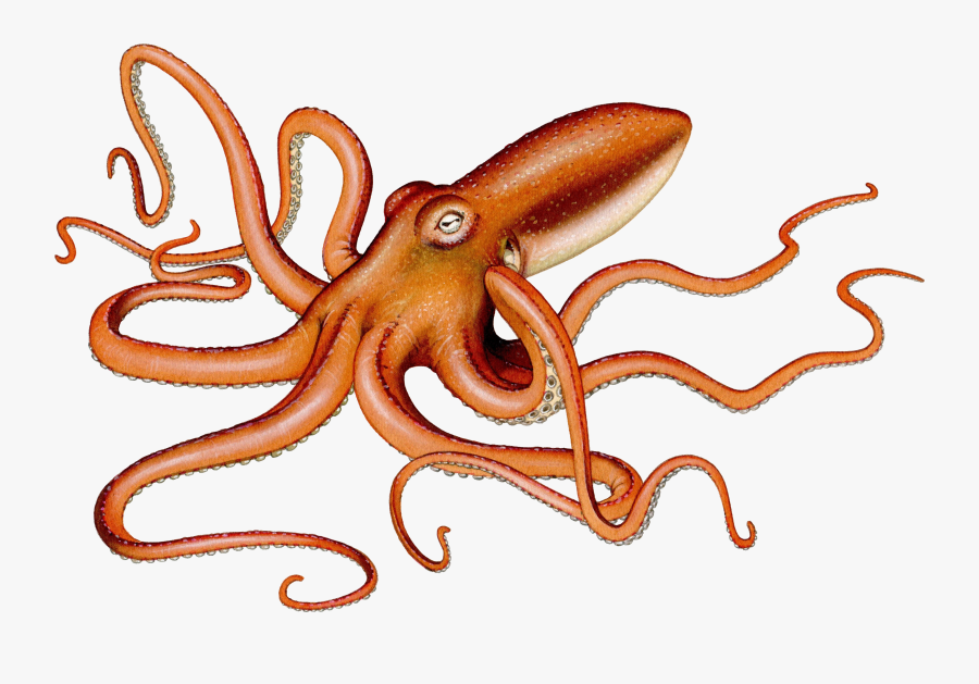 Squid Clip Art, Transparent Clipart