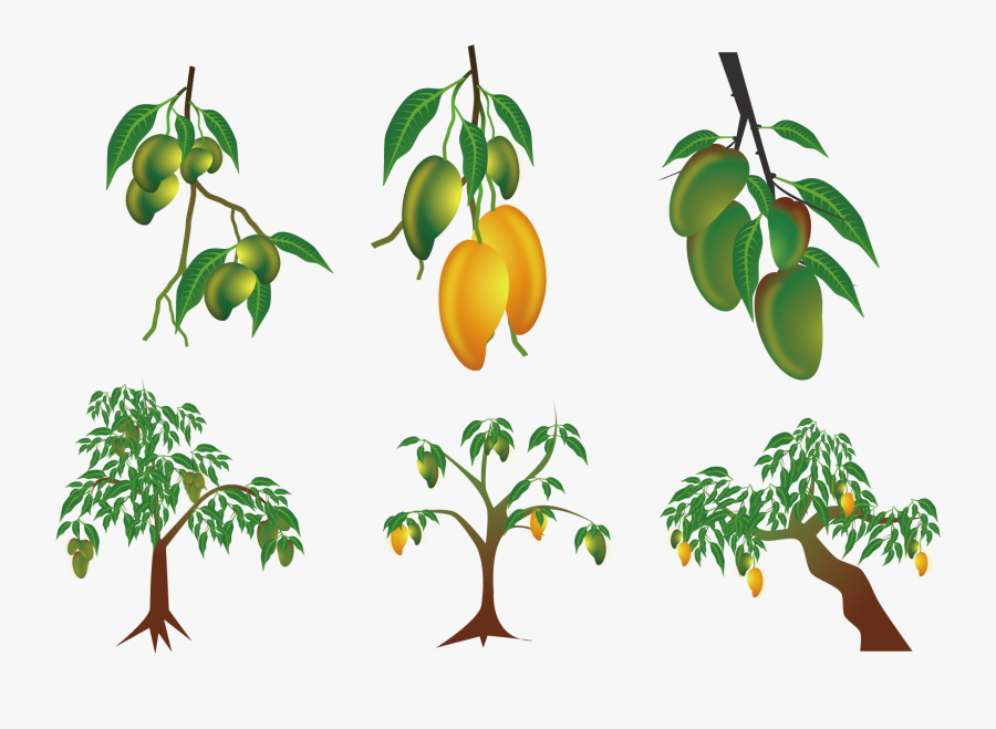 Transparent Tree Branches Clipart - Mango Tree Vector, Transparent Clipart