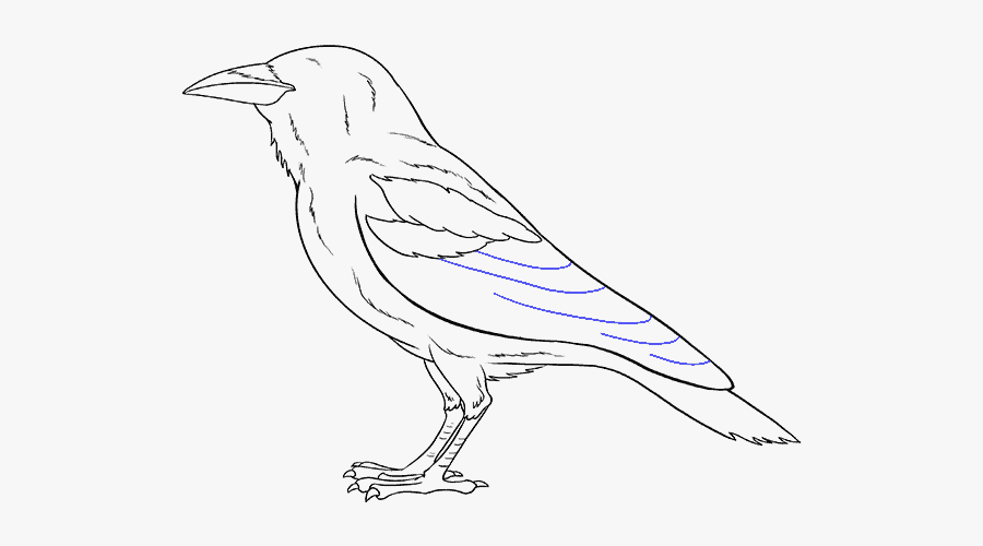 How To Draw Raven - Drawing, Transparent Clipart
