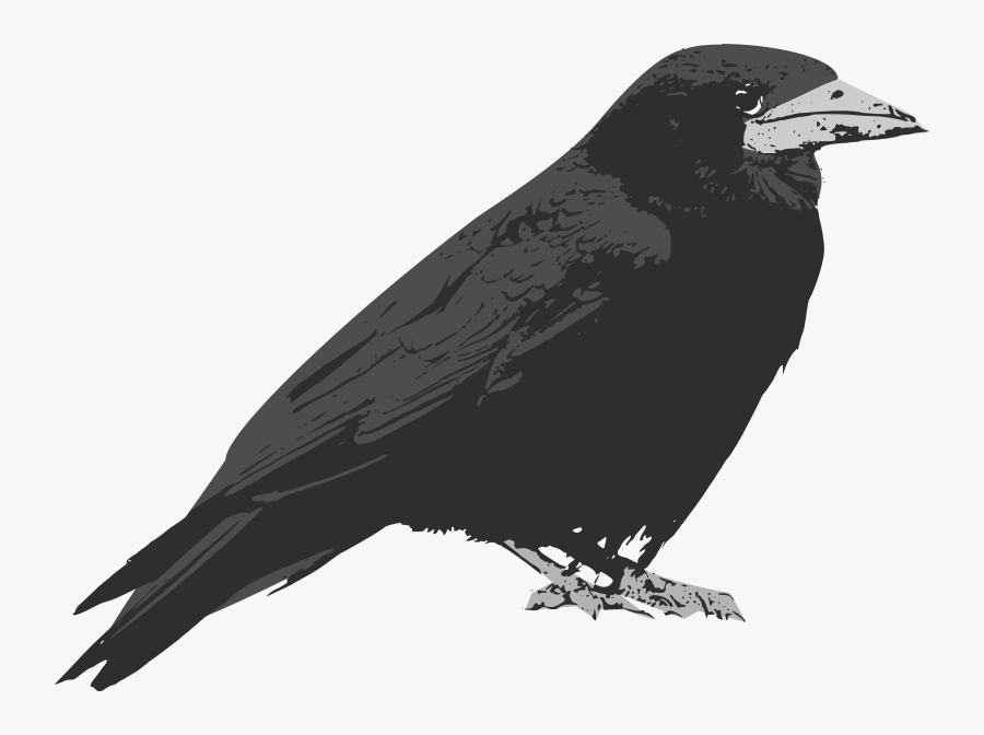 Raven - Cartoon Raven Bird, Transparent Clipart