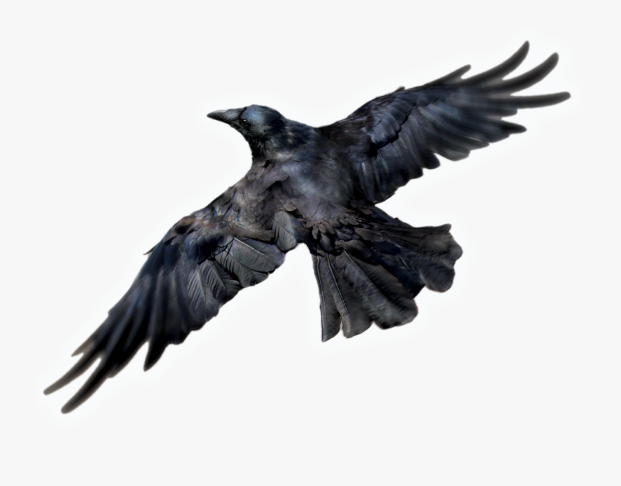 Free Download Of Raven Icon Clipart - Raven Png, Transparent Clipart