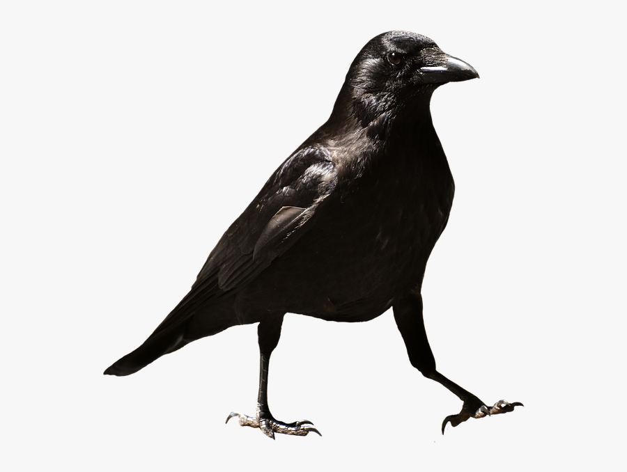 Evgenia Odintsova, Transparent Clipart