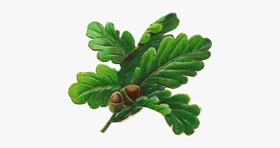 Oak Leaf Oak Png, Transparent Clipart