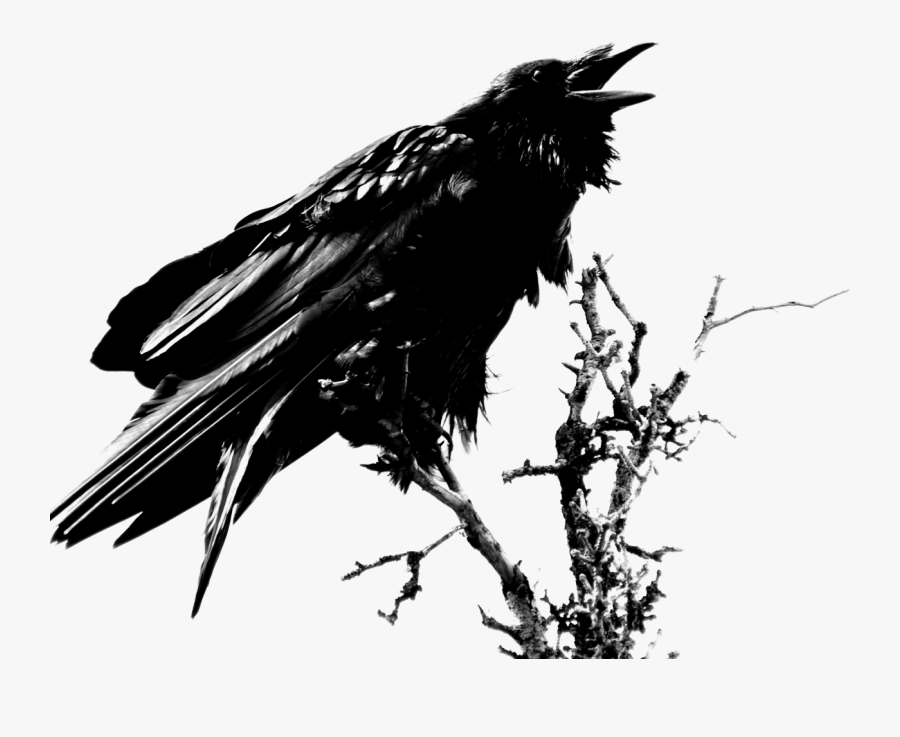 Download Raven Free Png Photo Images And Clipart - Raven Png, Transparent Clipart
