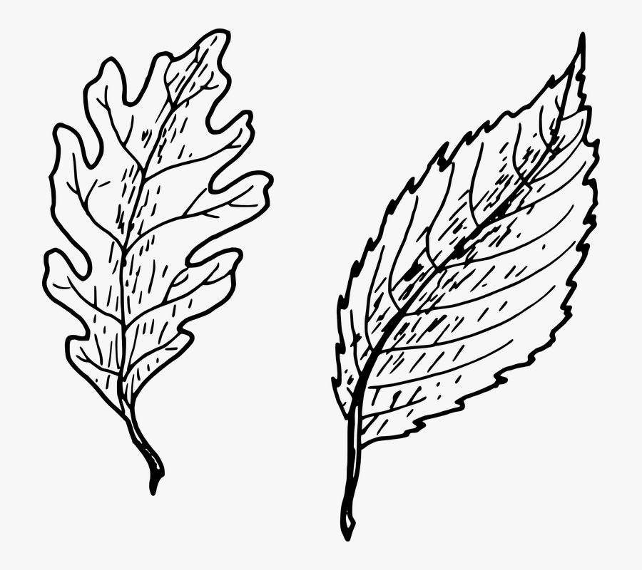 Oak Leaf Vector 21, Buy Clip Art - Hand Drawn Leaf Png, Transparent Clipart
