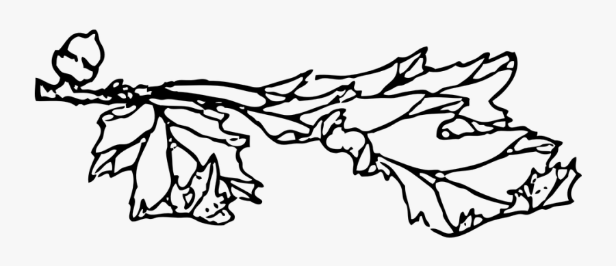 Oak Leaf Outline 3, Buy Clip Art - Oak, Transparent Clipart