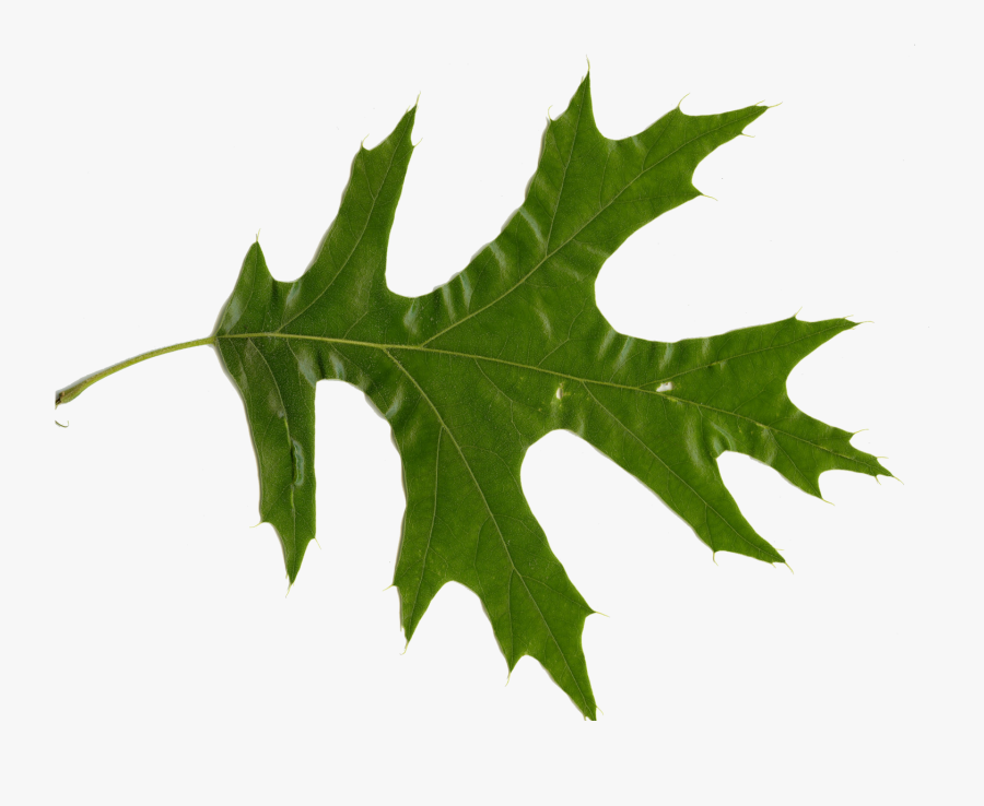Red Oak Oak Leaves - Red Oak Leaf, Transparent Clipart