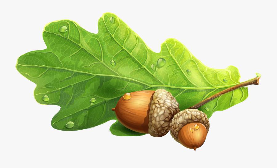 Acorn Clipart Oak Leave - Clipart Acorns, Transparent Clipart