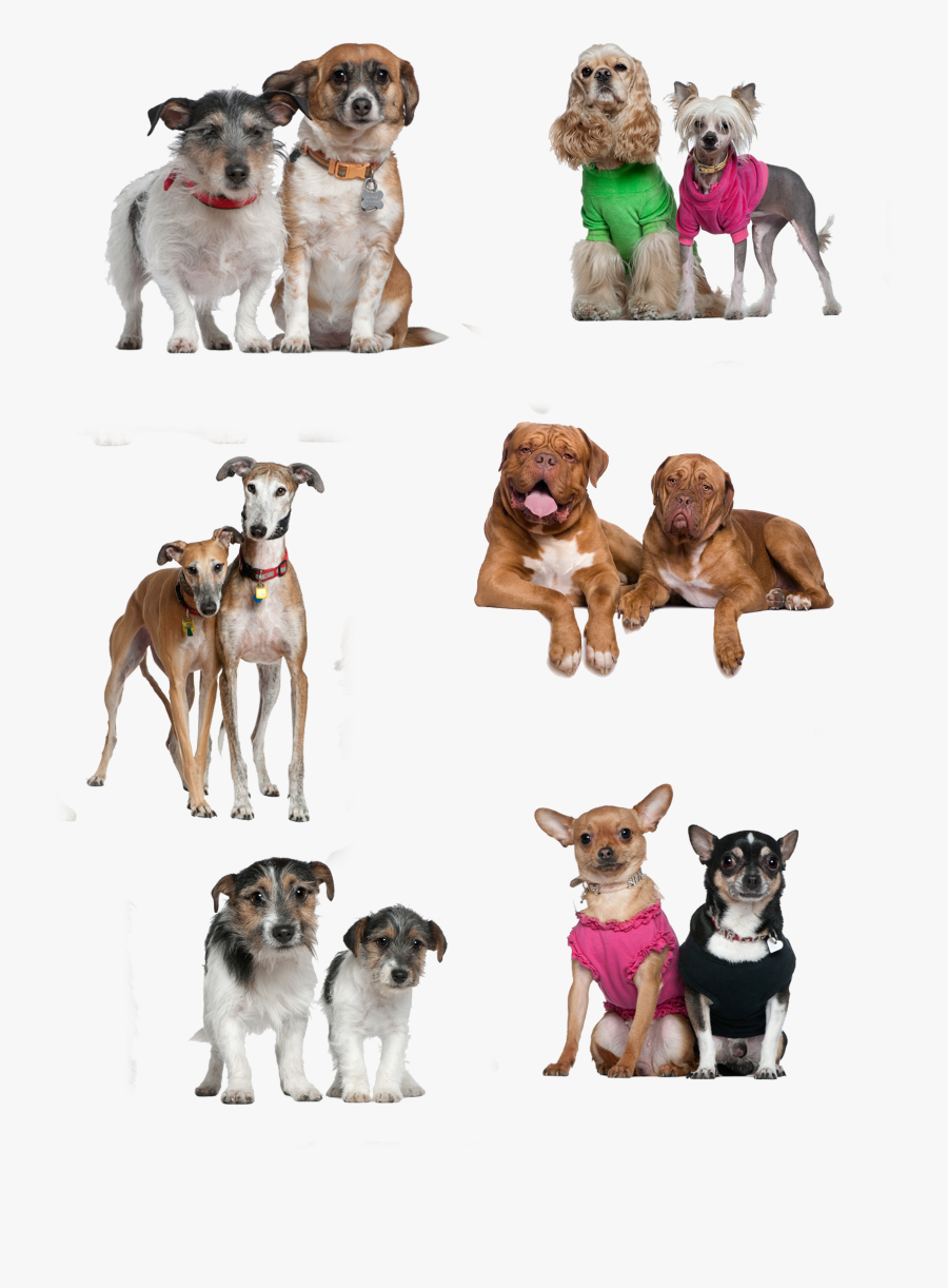 Breed Two Together Dog Companion Puppy Dogs Clipart - Razas De Perros Juntos Png, Transparent Clipart