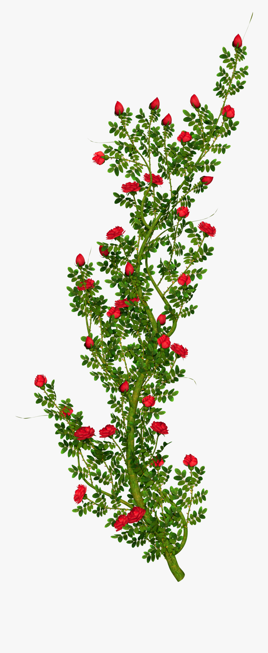 Rosebush Clipartu200b Gallery Yopriceville - Rose Flower Tree Png, Transparent Clipart