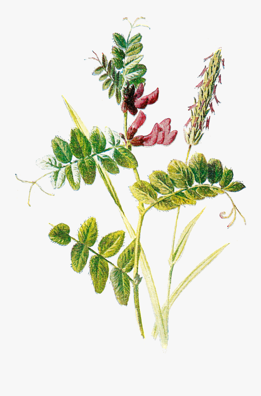 Vintage Flower Botanical Png, Transparent Clipart