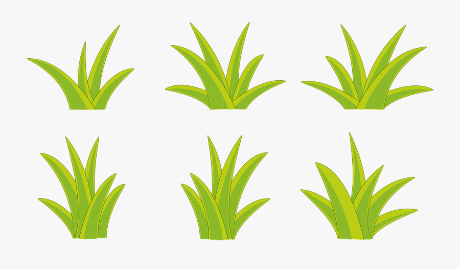 Bush, Bushes, Nature, Flowers, Plant, Healthy, Leaves, Transparent Clipart