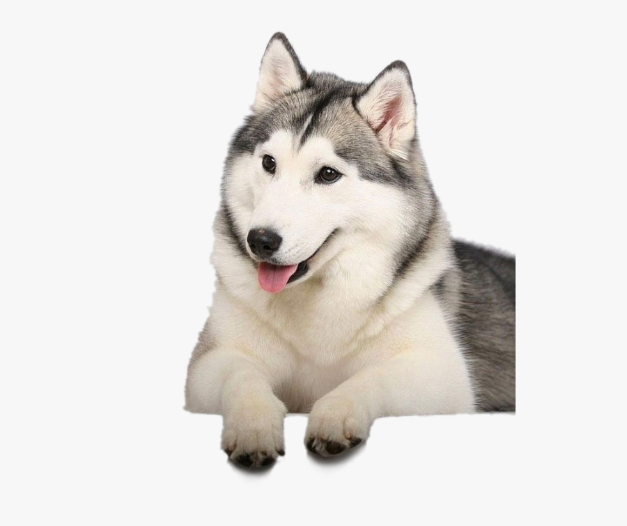 Husky Png Clipart Background - Husky Png, Transparent Clipart
