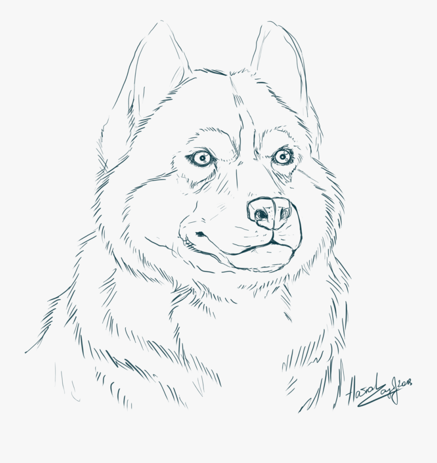 Cool Cute Husky Coloring Pages Siberian 14824 - Realistic Husky Coloring Page, Transparent Clipart
