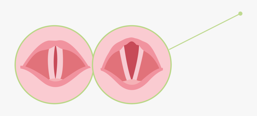 How We Make Sounds - Vocal Cords Clip Art, Transparent Clipart