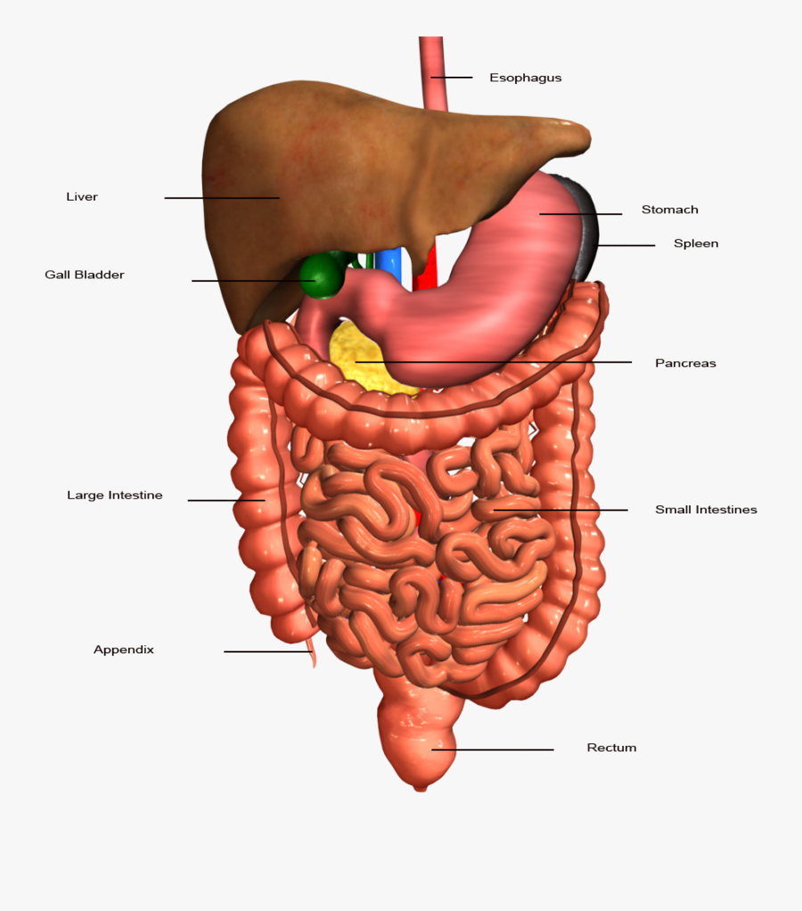 Transparent Digestive System Png, Transparent Clipart